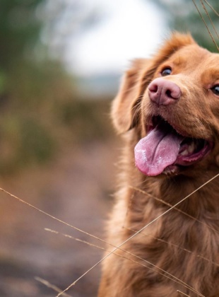 Insight on the animal obesity crisis