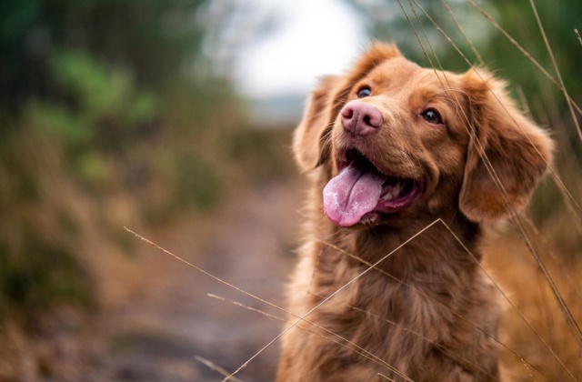 Insight on the animal obesity crisis