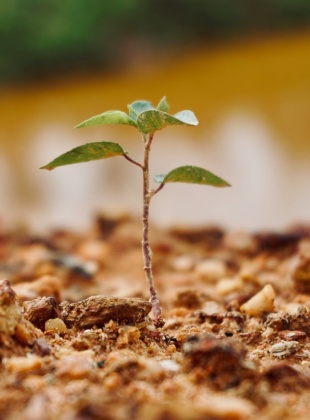 UK attitudes towards death