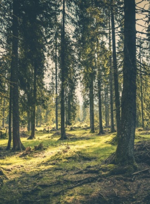 Opinium x Greenpeace: People Are Calling for Stronger Forest Action